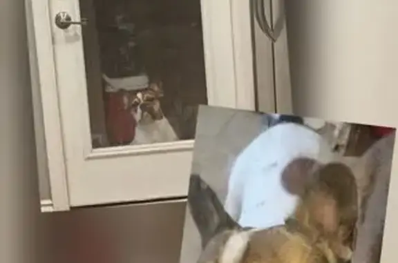 Lost Dog: Hyper White & Brown in Goodyear