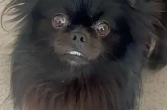 Stolen: All Black Pomeranian in Detroit