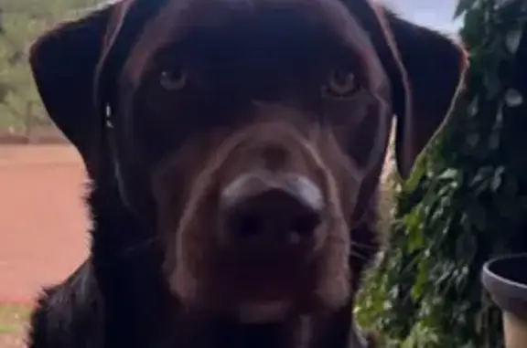 Lost and found pets Flagstaff, photo: Missing: Friendly Lab-Aussie Mix in Flagstaff