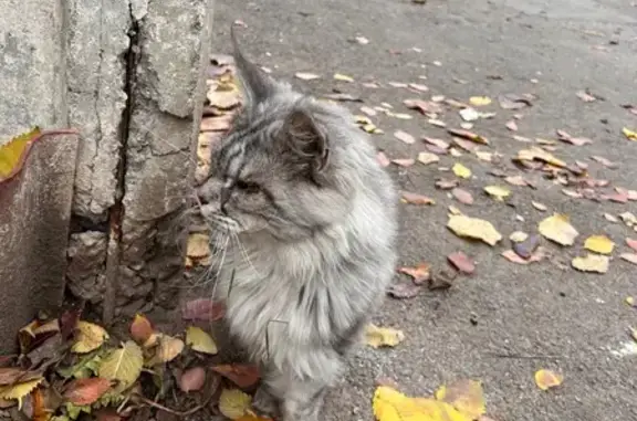Знайдено кішку Вінниця, фото: Сіра кішка Мейнкун біля Ващука, 35а, Вінниця