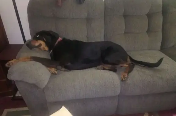 Lost Doberman: Friendly, 80lbs, TN Area