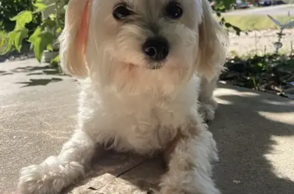 Lost White Dog: Approach Gently, Greentop