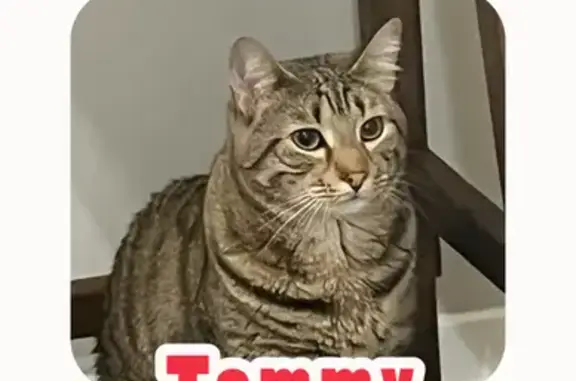 Lost Shy Cat: Brown/Black, Birch Rill Dr