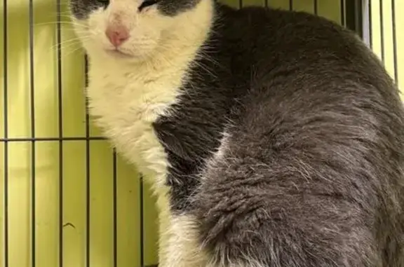 Trucker's Cat Lost at TN I-40 Rest Stop