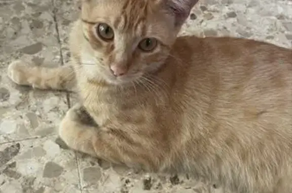 ¡Ayuda! Gato naranja perdido en Algeciras