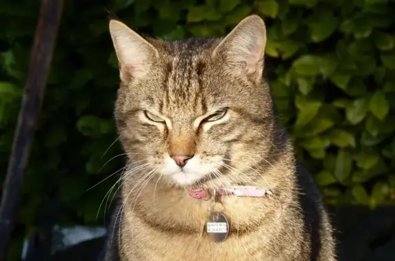 Chat tigré perdu, 11 ans, Saintes - photo