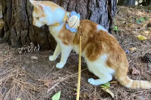 Lost: Orange & White Cat Whiskey in Carrboro