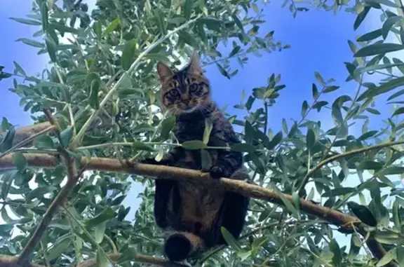 Chat perdu, Saint-Brevin-les-Pins, photo: Chat tigré gris perdu à Saint-Brevin