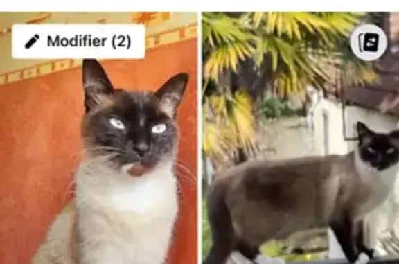 Chat perdue, pattes blanches, Vannes - photo