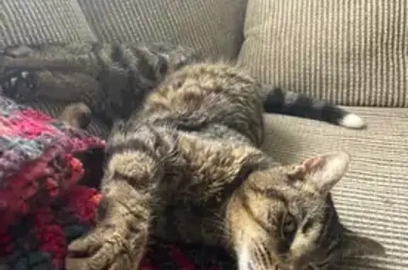 Lost Deaf Tabby: Silver, Grey & Vocal