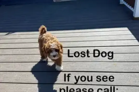 Lost Brown & White Dog on Penfield Rd