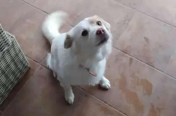 Perro Perdido: Blanco con Manchas Marrón Claro