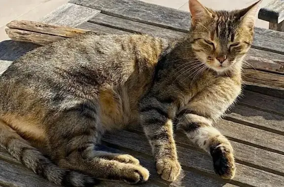 Chatte grise perdue à Saint-Martial-Viveyrol - photo