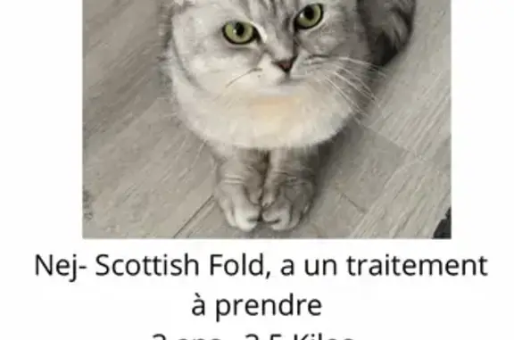 Chatte perdue, blanche/grise, Rue Haute - photo