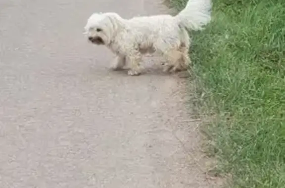 Chien trouvé Dorlisheim, photo: Chien trouvé seul Chemin du Stufrain