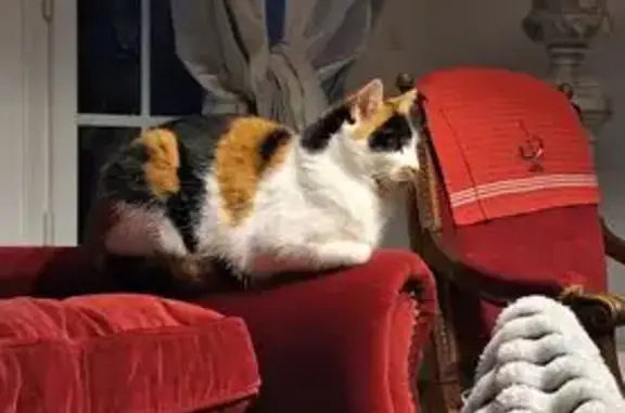 Chat perdu, , photo: Chatte écaille 3 ans perdue à Quincy