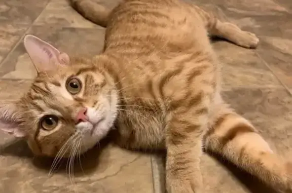 Lost Orange Tabby 'Bubby' - Reward!