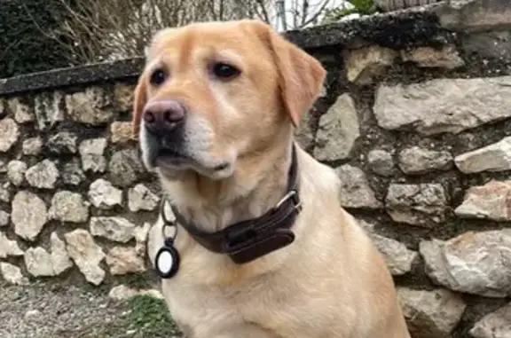 Labrador beige perdu, Rue du Général Giraud - photo