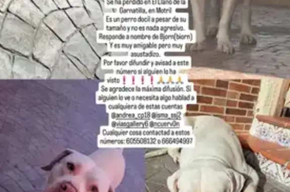 Perro blanco perdido en Carretera de Motril
