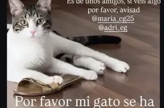 ¡Gato Perdido en Calle del Albero, Atarfe!