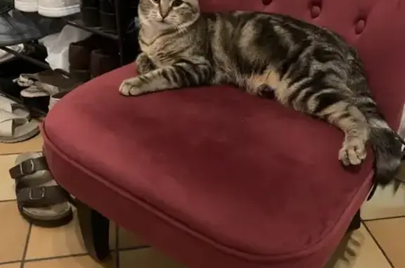 Animaux perdus , photo: Chat européen gris-beige perdu à Virecourt