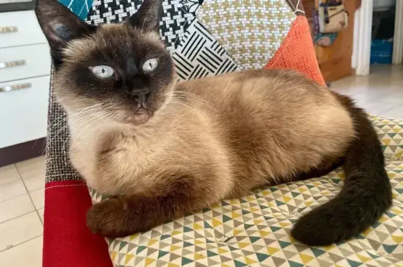 Chat perdu, , photo: Chatte siamoise sociable perdue à Saint-Onen