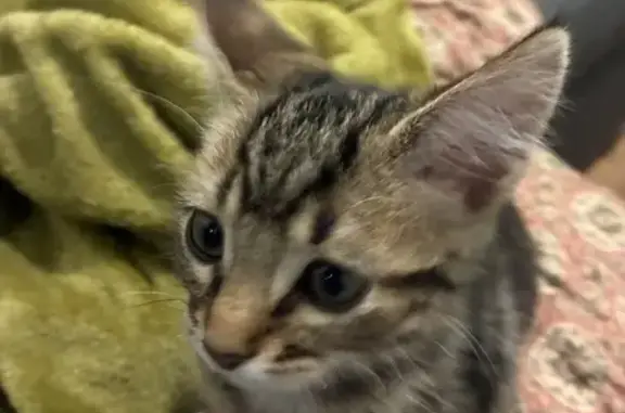 Chaton 3 mois perdu, Rue Puvis Poitiers - photo