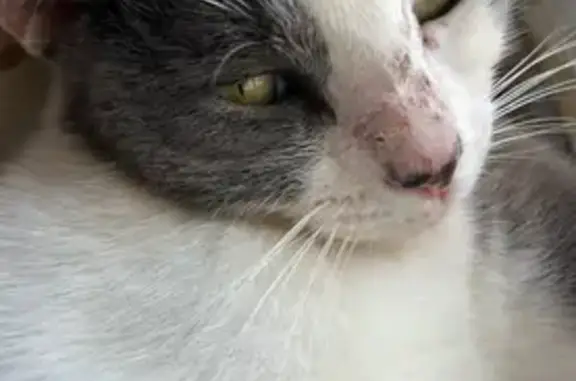Lost Cat: Grey/White with Unique Nose