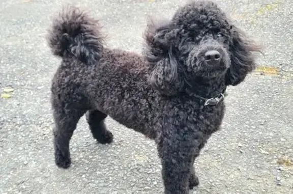 Petit caniche noir perdu à Siarrouy - photo