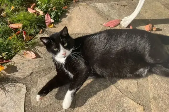 Chat perdu, Rennes, photo: Mistinguette, chat noir et blanc perdu à Rennes