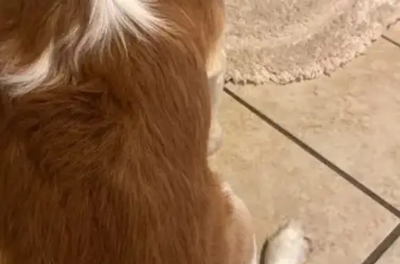 Missing dog , photo: Friendly Brown & White Dog Lost in N. Chicago