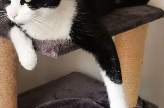 Chat perdu à Saverne : noir et blanc, craintif - photo