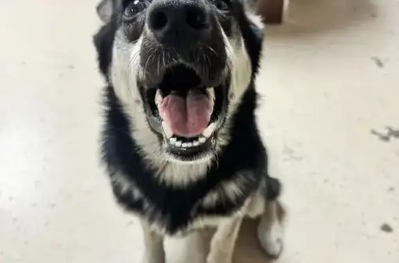 Friendly Young German Shepherd...