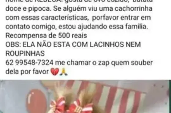 Cachorro perdido Fêmea (brl001651) - photo
