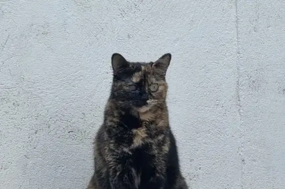 Chatte écaille perdue à Saint-Laurent - photo