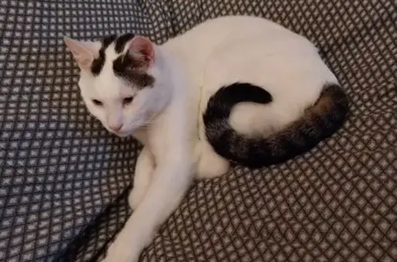 Chat européen perdu : Snoupi, 4 ans, Thonon - photo