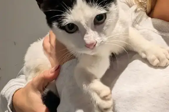 Chat trouvé Knutange, photo: Chaton noir et blanc trouvé à Knutange