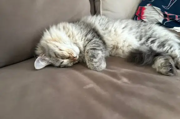 Lost Siberian Kitten Near Gordon Ave