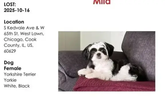 Lost Shih Tzu: Black & White in Chicago