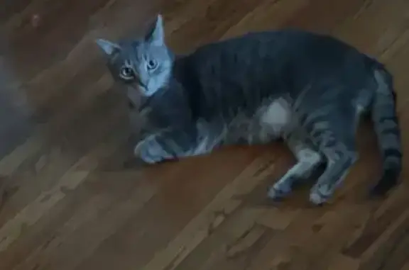 Lost Chubby Cat: Gray Spots, Hamlin Ave