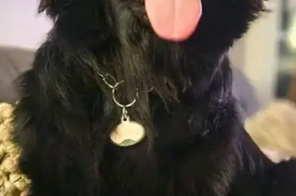 Missing dog Woodstock, photo: Lost Dog in Plantation Trace, 707 Area