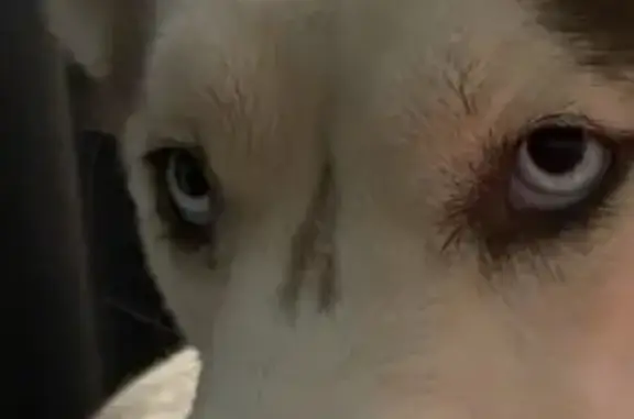 Lost Dog: Precious, Brown & White in Vegas