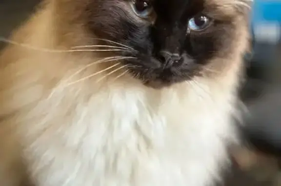 Lost Cat: Black Face, Nighthawk Rd