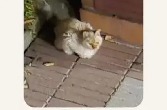 Gato asustadizo en Alcobendas...