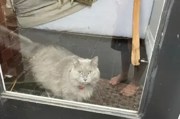 Missing: Friendly Grey Cat, Hutton St