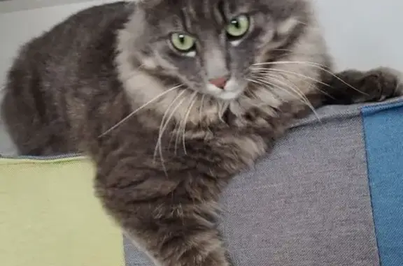 Chat perdu : 2 ans, gris tigré, Agde - photo