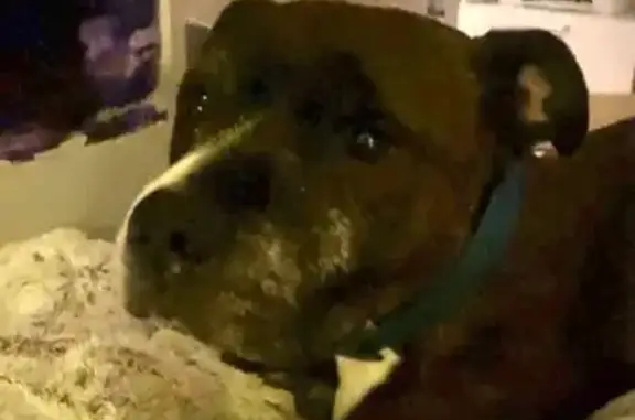 Lost Brindle Dog in Gateshead Area