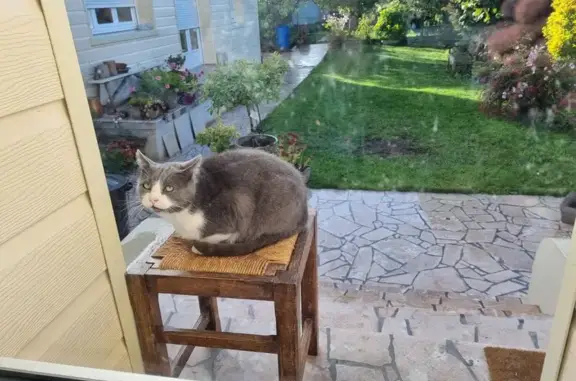 Chat trouvé Tergnier, photo: Chat craintif s'installe sur tabouret