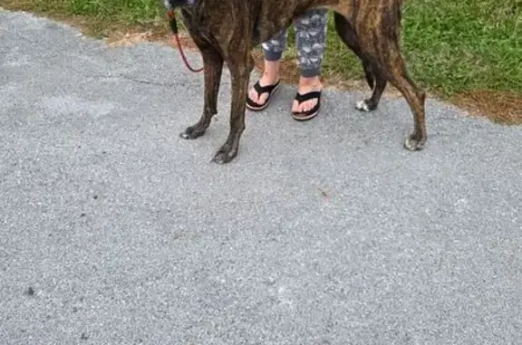 Lost and found pets Ohio City, photo: Found Brindle Dog: Collared, Not Chipped