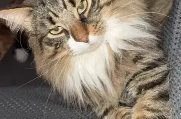 Lost Cat on Torrens Rd, Charles Sturt